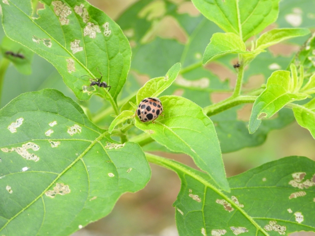 天敵がいない？テントウムシダマシの生態と駆除・予防策をご紹介！ | 愛媛県の害虫・害獣・害鳥の駆除なら｜害虫駆除専門店 福島化学松山